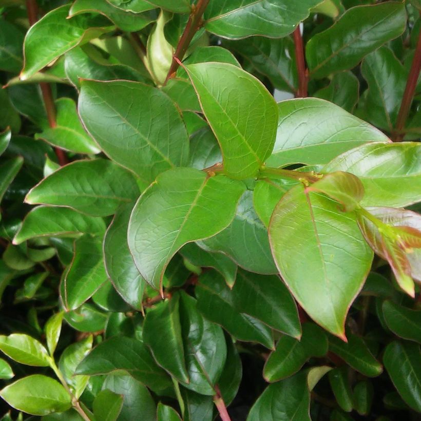 Chinesische Kräuselmyrte Soir d'Eté - Lagerstroemia (Laub)