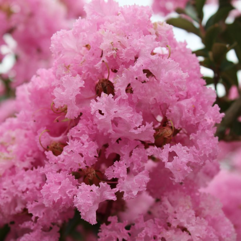 Chinesische Kräuselmyrte Soir d'Eté - Lagerstroemia (Blüte)