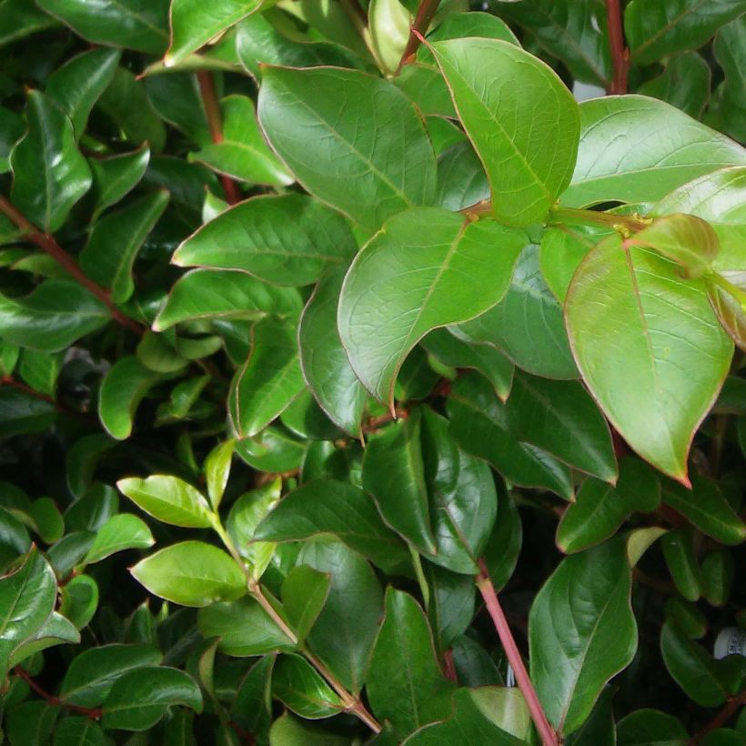 Chinesische Kräuselmyrte Souvenir d'André Desmartis - Lagerstroemia (Laub)