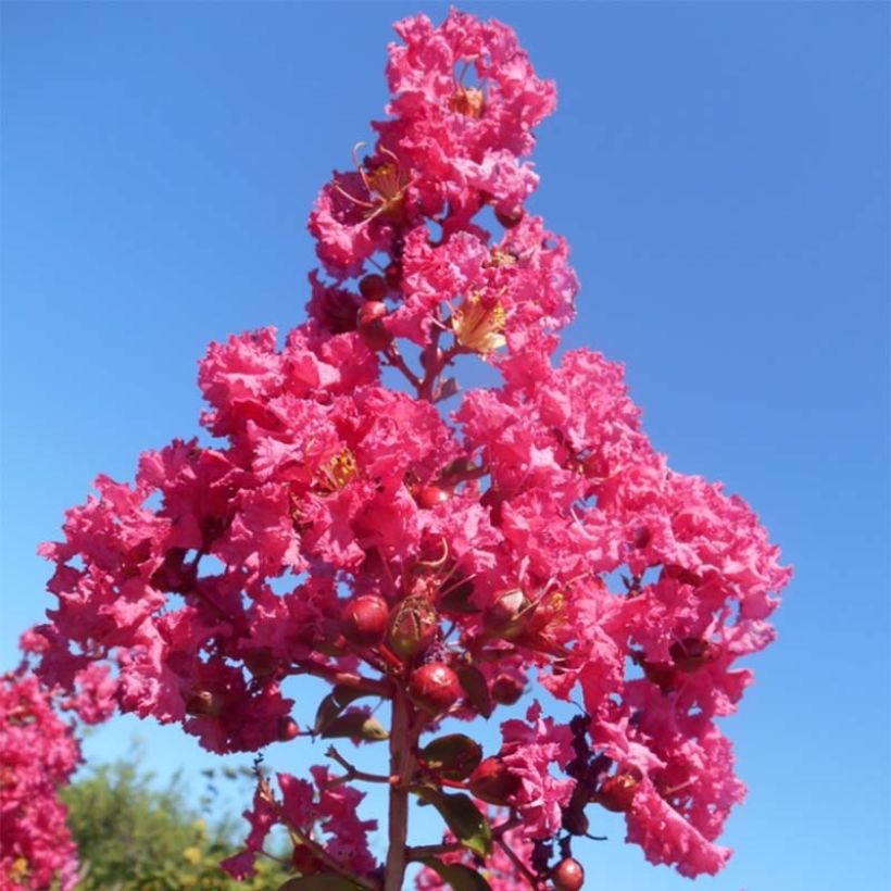 Chinesische Kräuselmyrte Souvenir d'André Desmartis - Lagerstroemia (Blüte)