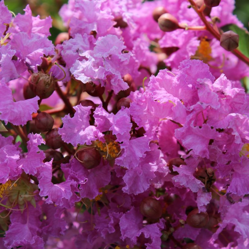 Chinesische Kräuselmyrte Souvenir d'Hubert Puard - Lagerstroemia (Blüte)