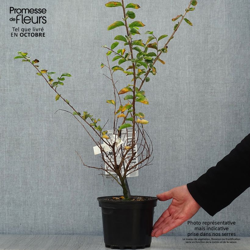 Exemplar von Lagerstroemia indica Souvenir d'Hubert Puard - Lilas des Indes	 Pot de 3L/4L wie im Herbst geliefert