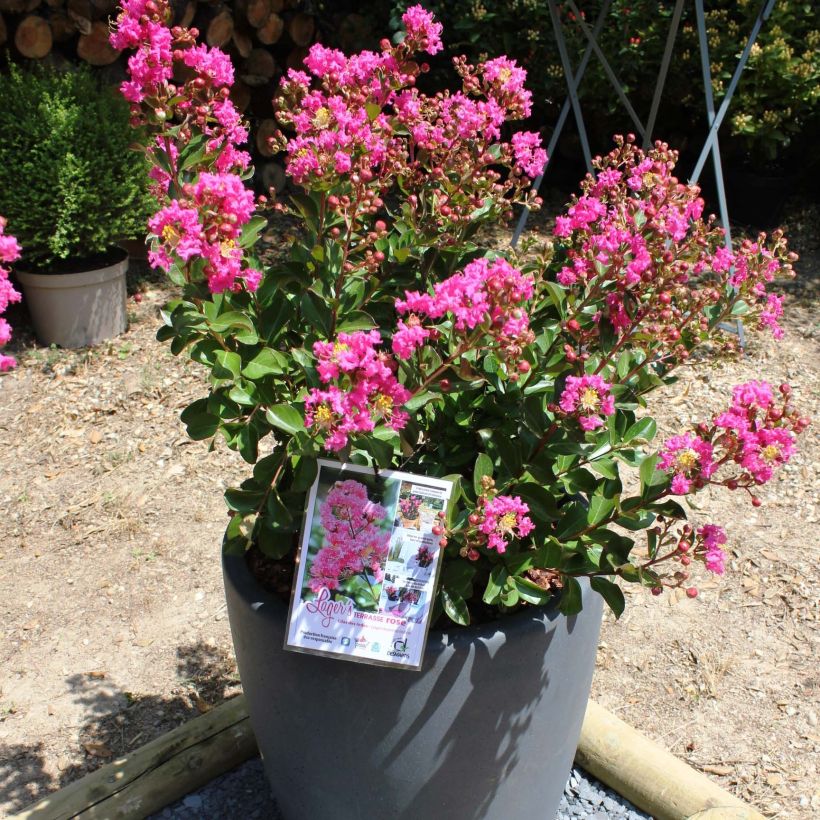 Chinesische Kräuselmyrte Terrasse Rose - Lagerstroemia (Blüte)