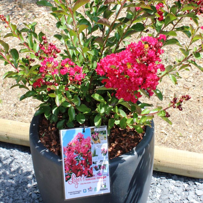 Chinesische Kräuselmyrte Terrasse Rouge - Lagerstroemia (Blüte)