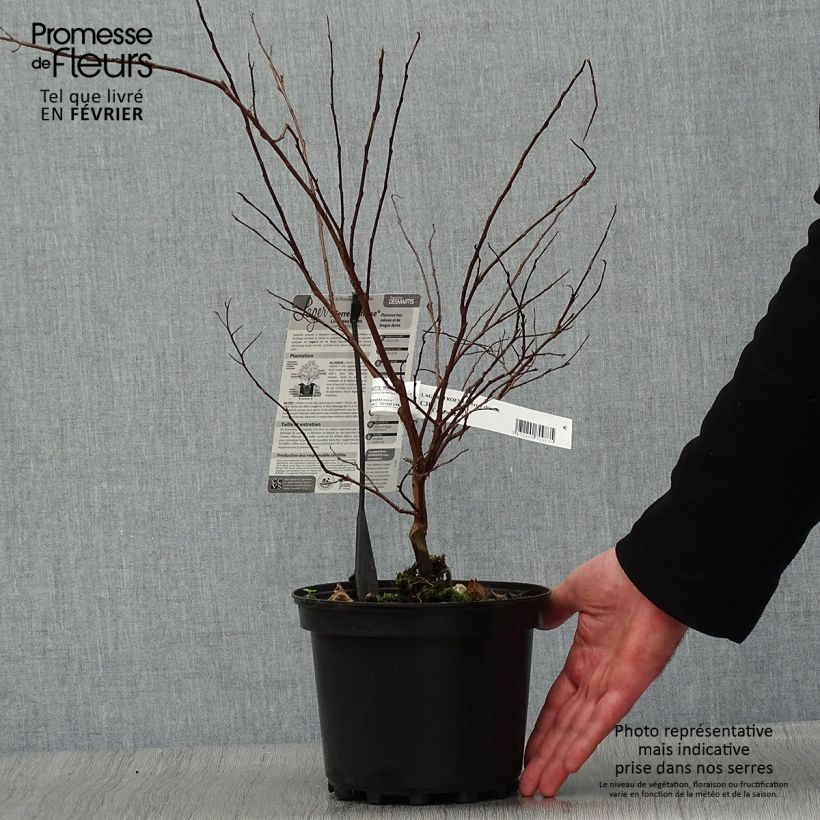 Exemplar von Lagerstroemia indica Terre Chinoise - Lilas des Indes	 Pot de 3L/4L wie im Winter geliefert