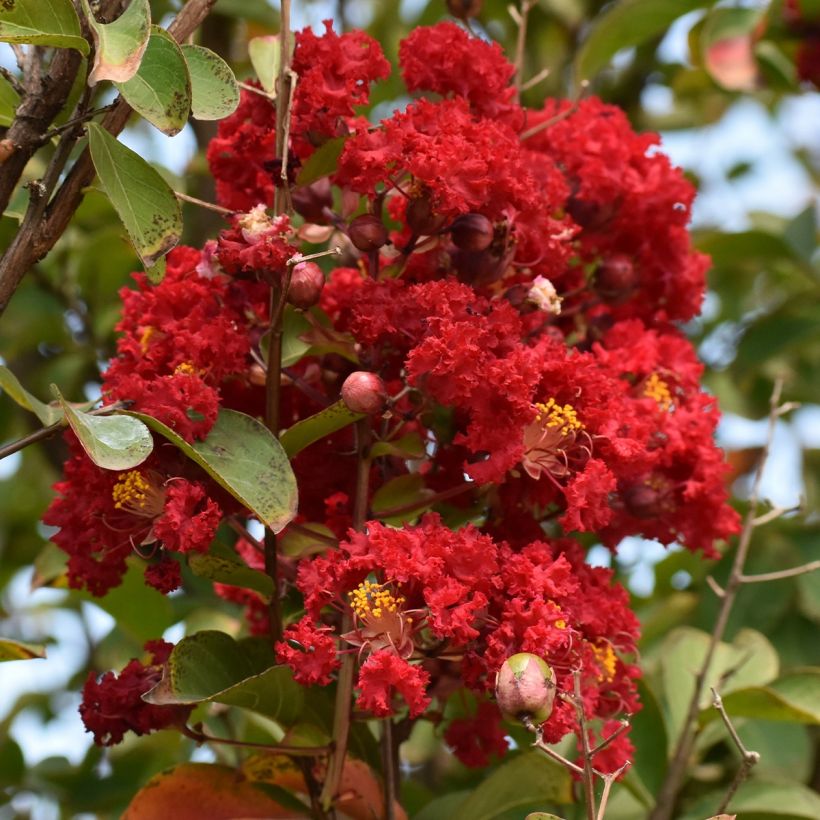 Chinesische Kräuselmyrte Victoria - Lagerstroemia (Blüte)