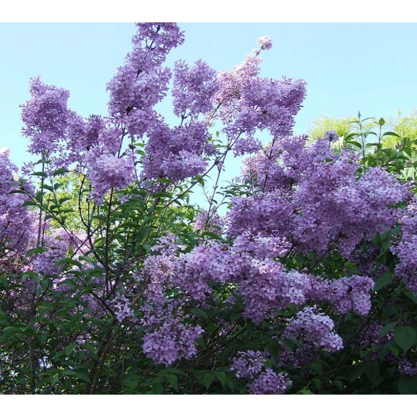 Chinesische Kräuselmyrte Violacea - Lagerstroemia (Blüte)