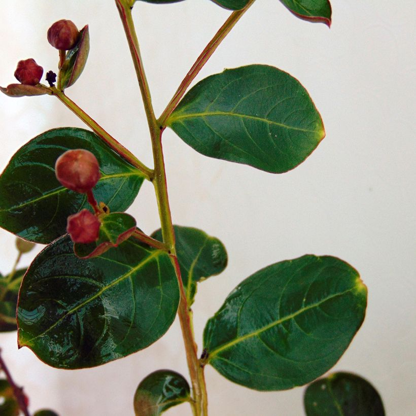 Chinesische Kräuselmyrte Violacea - Lagerstroemia (Laub)