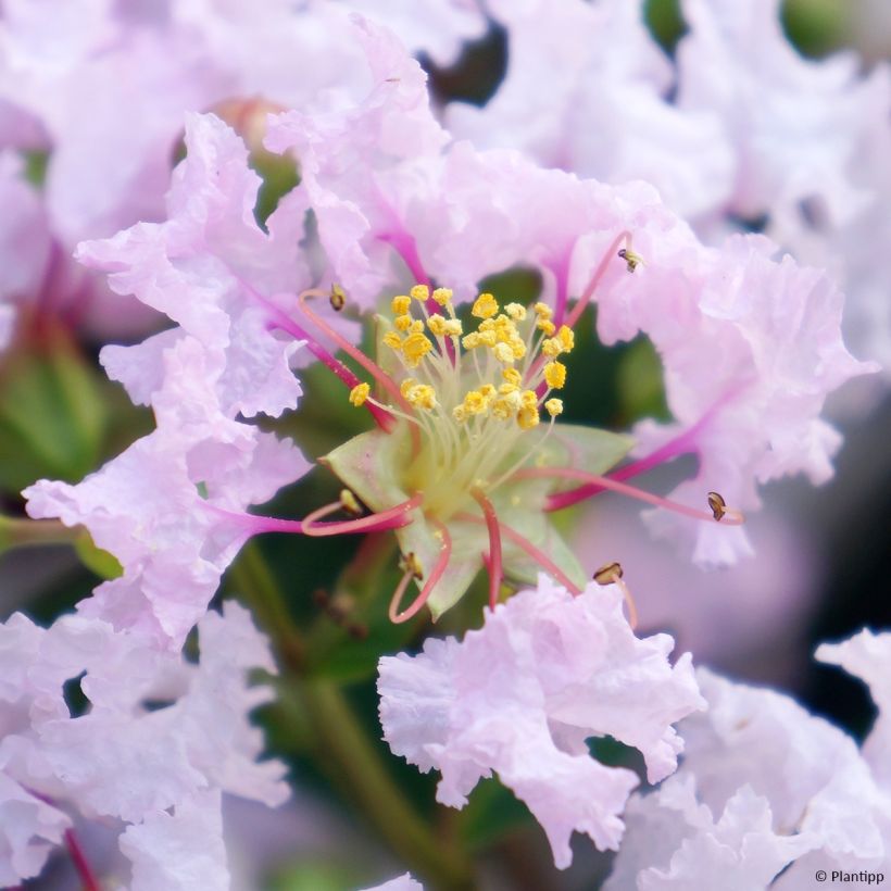 Chinesische Kräuselmyrte With Love Babe - Lagerstroemia (Blüte)