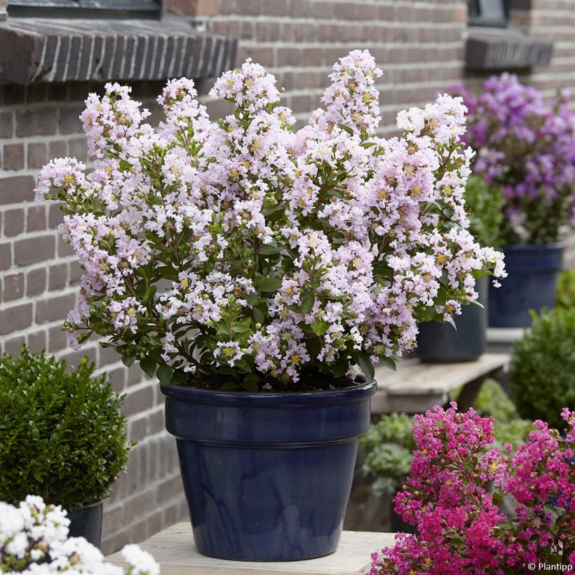 Chinesische Kräuselmyrte With Love Babe - Lagerstroemia (Hafen)