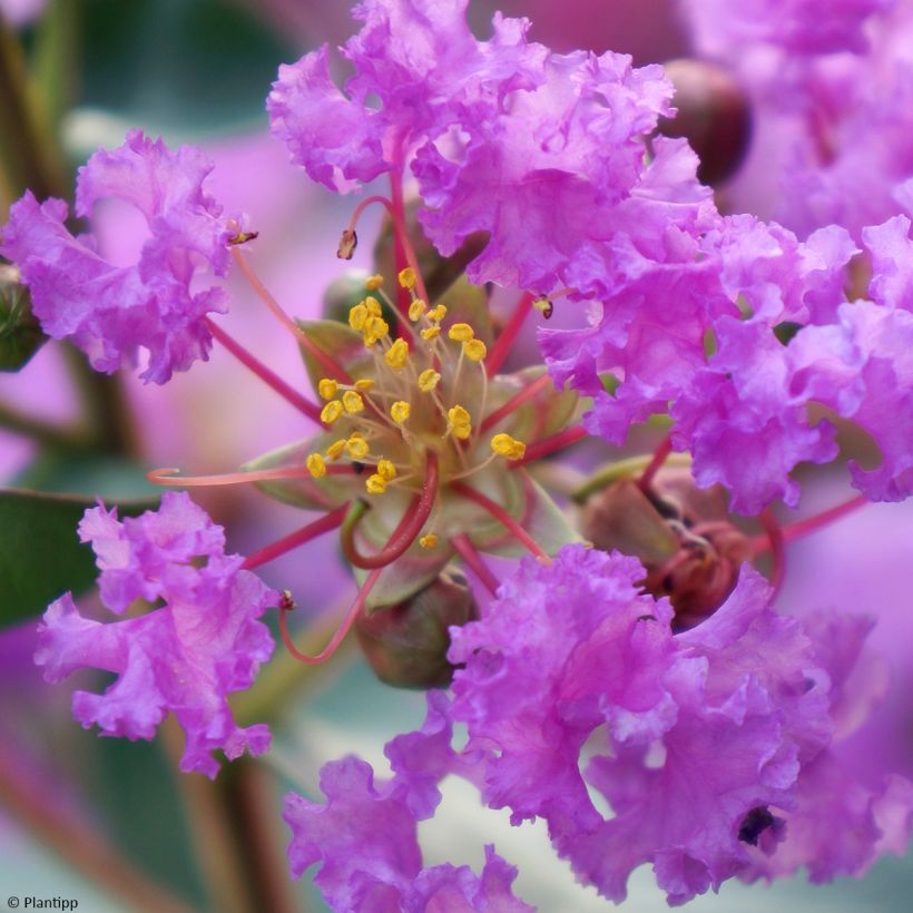 Chinesische Kräuselmyrte Eternal With Love - Lagerstroemia (Blüte)