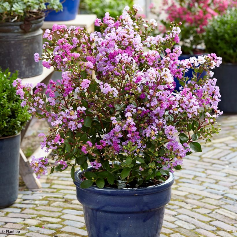 Chinesische Kräuselmyrte Eternal With Love - Lagerstroemia (Hafen)