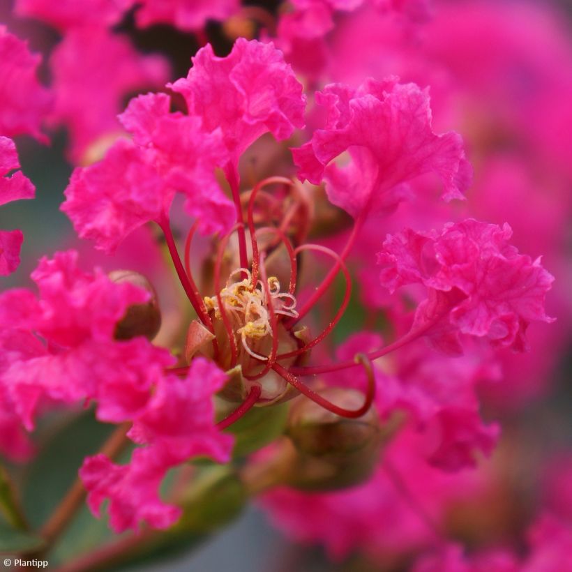 Chinesische Kräuselmyrte With Love Kiss - Lagerstroemia (Blüte)