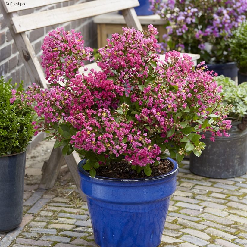 Chinesische Kräuselmyrte With Love Kiss - Lagerstroemia (Hafen)