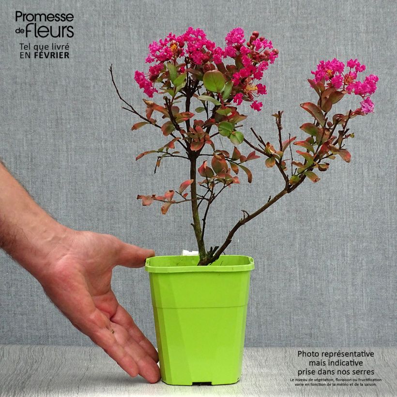 Exemplar von Lagerstroemia indica With Love Kiss Milarosso - Lilas des Indes en pot de 1/1.5L wie im Herbst geliefert