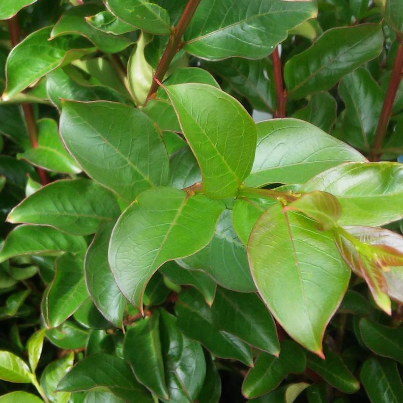 Chinesische Kräuselmyrte Yang Tse - Lagerstroemia (Laub)