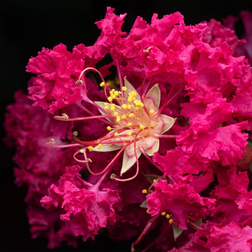 Chinesische Kräuselmyrte Rhapsody In Blue - Lagerstroemia (Blüte)