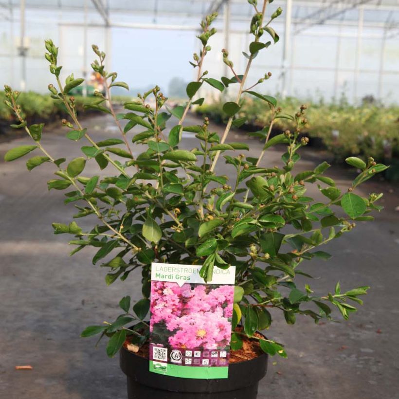 Chinesische Kräuselmyrte Mardi Gras - Lagerstroemia (Hafen)