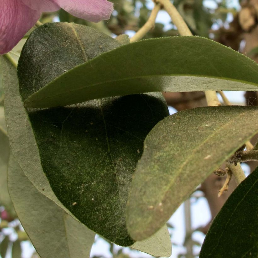 Lagunaria patersonii - Norfolkeibisch (Laub)