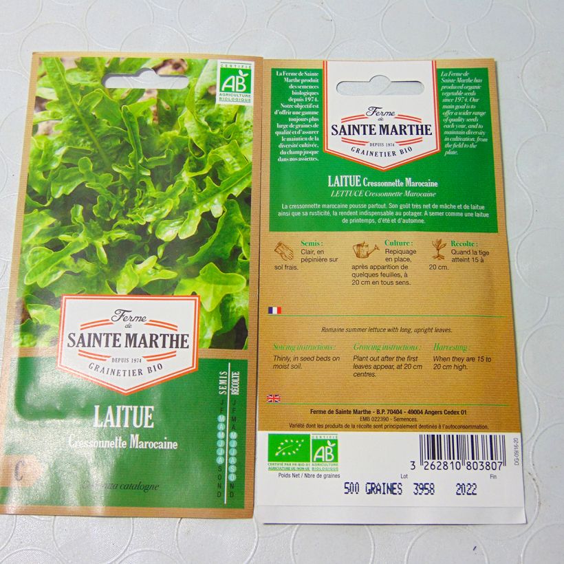 Beispiel eines Exemplars von Laitue Cressonnette Marocaine (Radichetta) Bio - Ferme de Sainte Marthe - Graines de salade à couper Graines wie geliefert