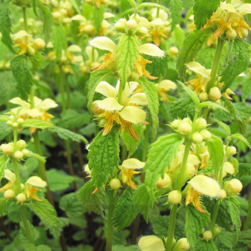 Lamium galeobdolon - Gewöhnliche Goldnessel (Blüte)