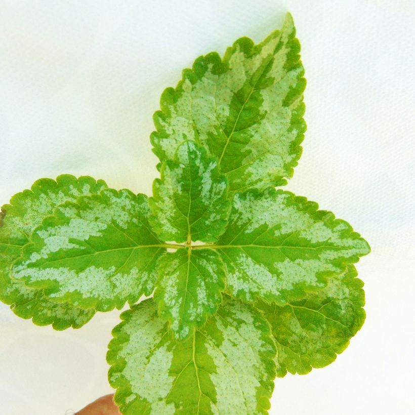 Lamium galeobdolon Florentinum - Gewöhnliche Goldnessel (Laub)