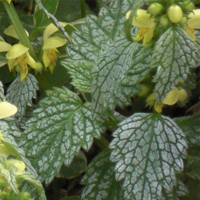 Lamium galeobdolon Hermann's Pride - Gewöhnliche Goldnessel (Laub)