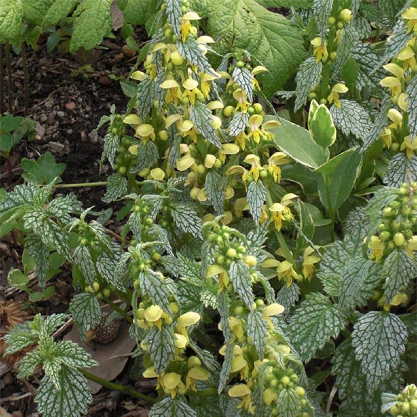 Lamium galeobdolon Hermann's Pride - Gewöhnliche Goldnessel (Blüte)