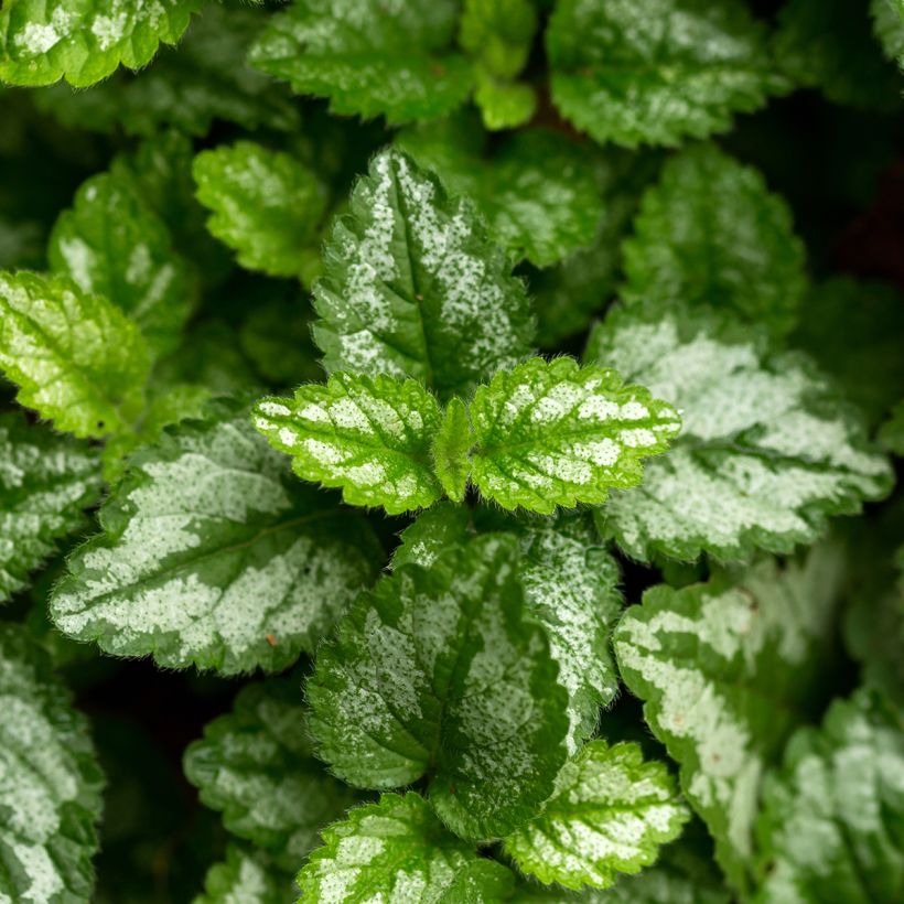 Lamium galeobdolon - Gewöhnliche Goldnessel (Laub)