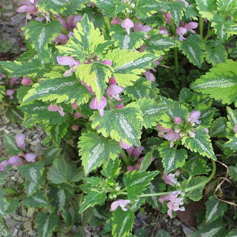 Lamium maculatum Anne Greenaway - Gefleckte Taubnessel (Laub)