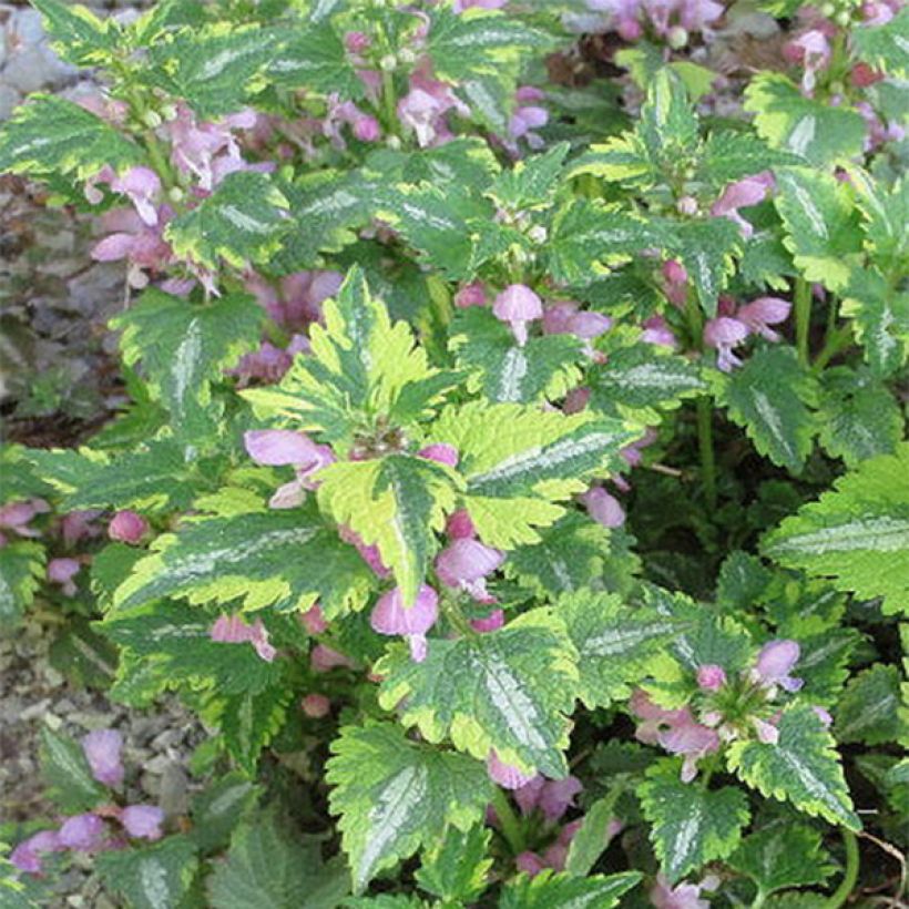 Lamium maculatum Anne Greenaway - Gefleckte Taubnessel (Blüte)