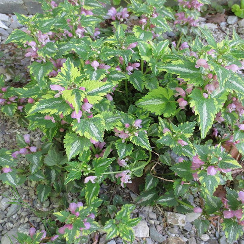 Lamium maculatum Anne Greenaway - Gefleckte Taubnessel (Hafen)