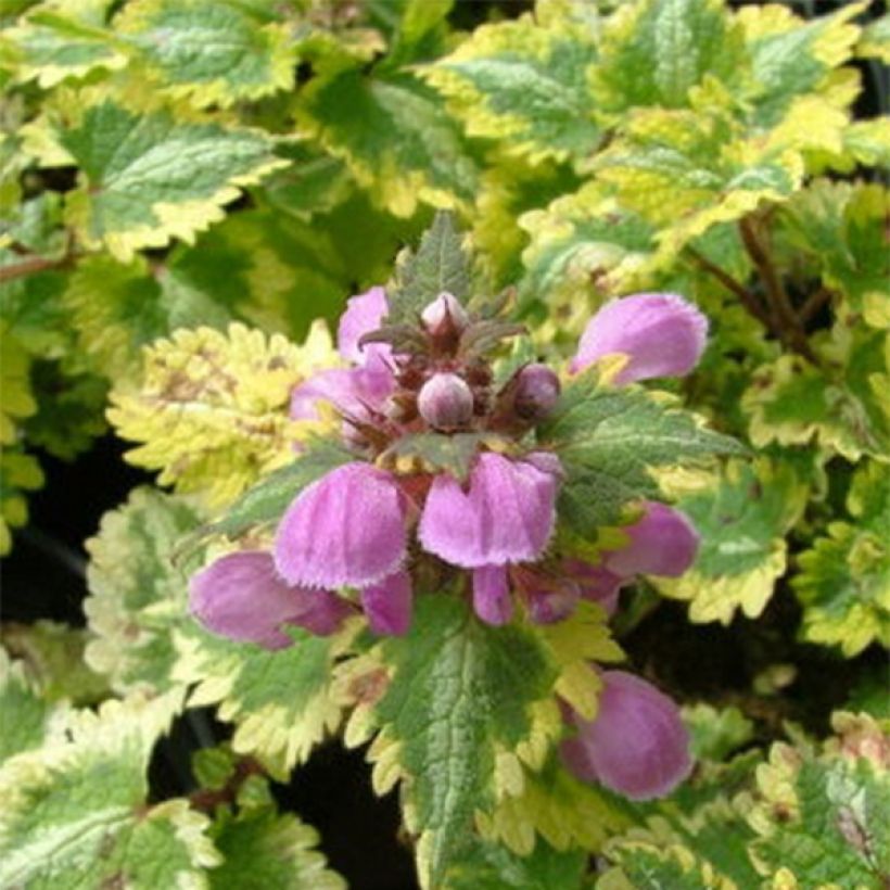 Lamium maculatum Golden Anniversary - Gefleckte Taubnessel (Laub)