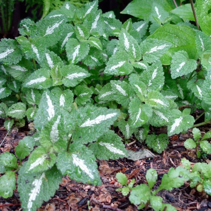 Lamium maculatum Chequers - Gefleckte Taubnessel (Laub)