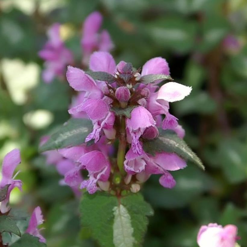 Lamium maculatum Chequers - Gefleckte Taubnessel (Blüte)