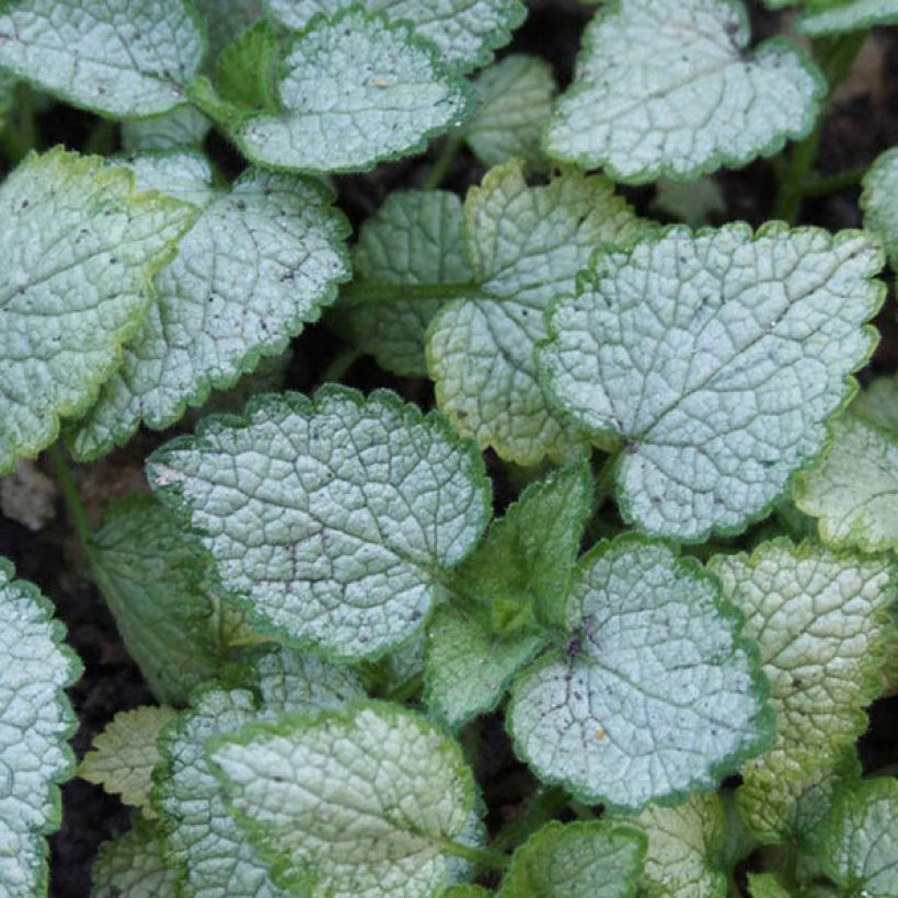 Lamium maculatum Pink Pewter - Gefleckte Taubnessel (Laub)