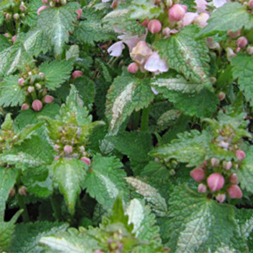 Lamium maculatum Purple Dragon - Gefleckte Taubnessel (Laub)