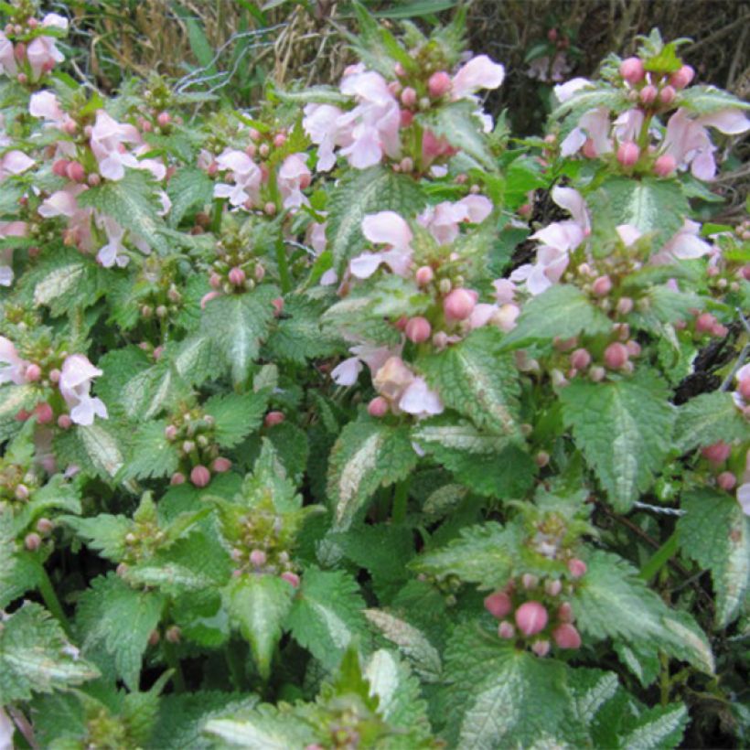 Lamium maculatum Purple Dragon - Gefleckte Taubnessel (Blüte)