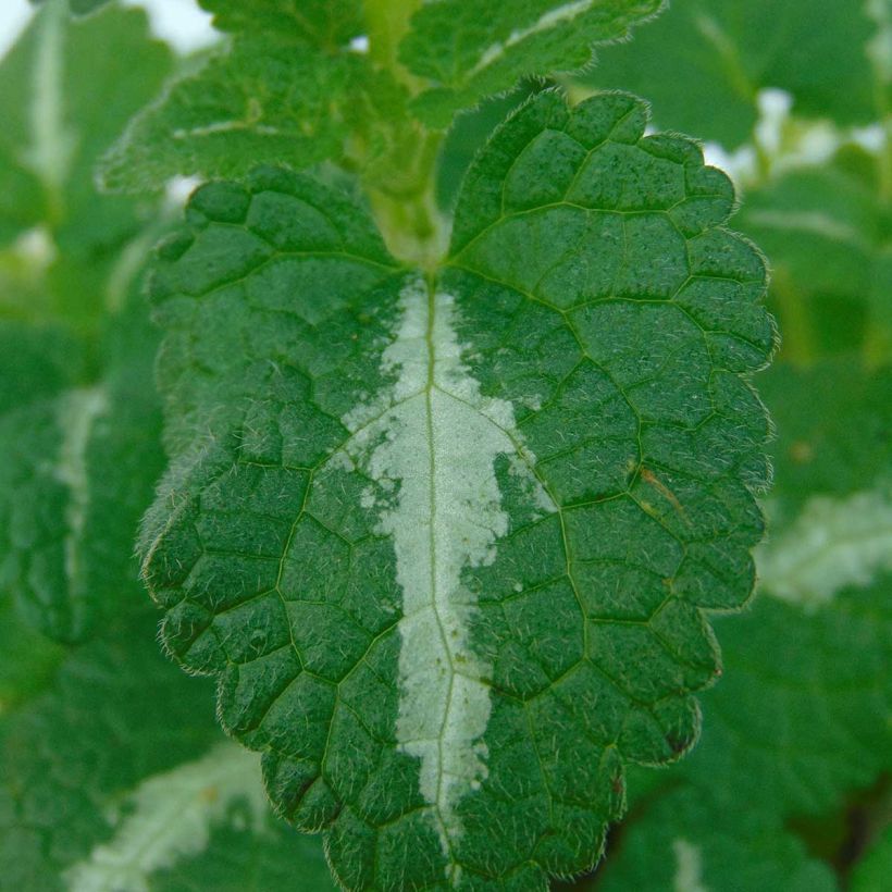 Lamium maculatum Roseum - Gefleckte Taubnessel (Laub)