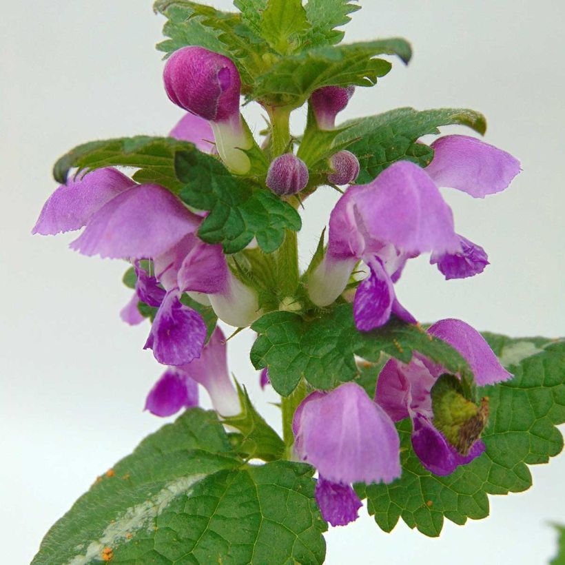 Lamium maculatum Roseum - Gefleckte Taubnessel (Blüte)