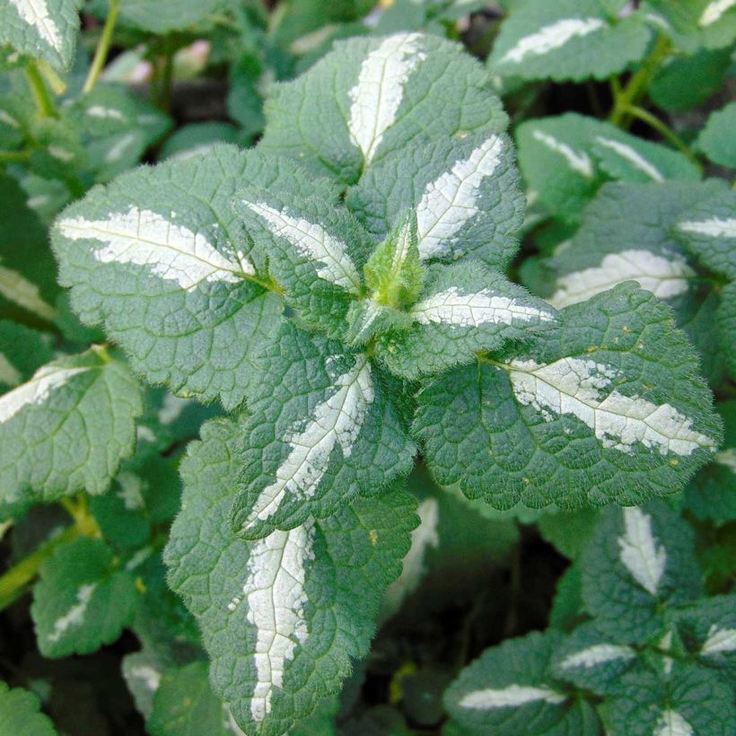 Lamium maculatum Shell Pink - Gefleckte Taubnessel (Laub)