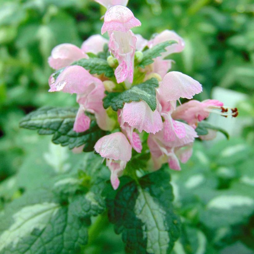 Lamium maculatum Shell Pink - Gefleckte Taubnessel (Blüte)