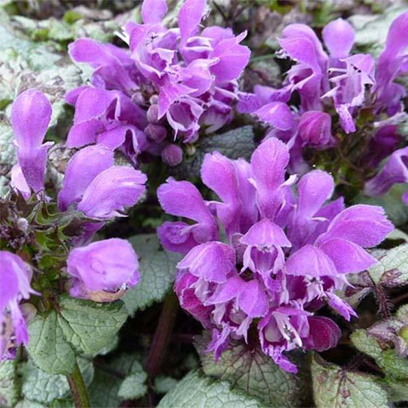 Lamium maculatum Silver Sterling - Gefleckte Taubnessel (Blüte)