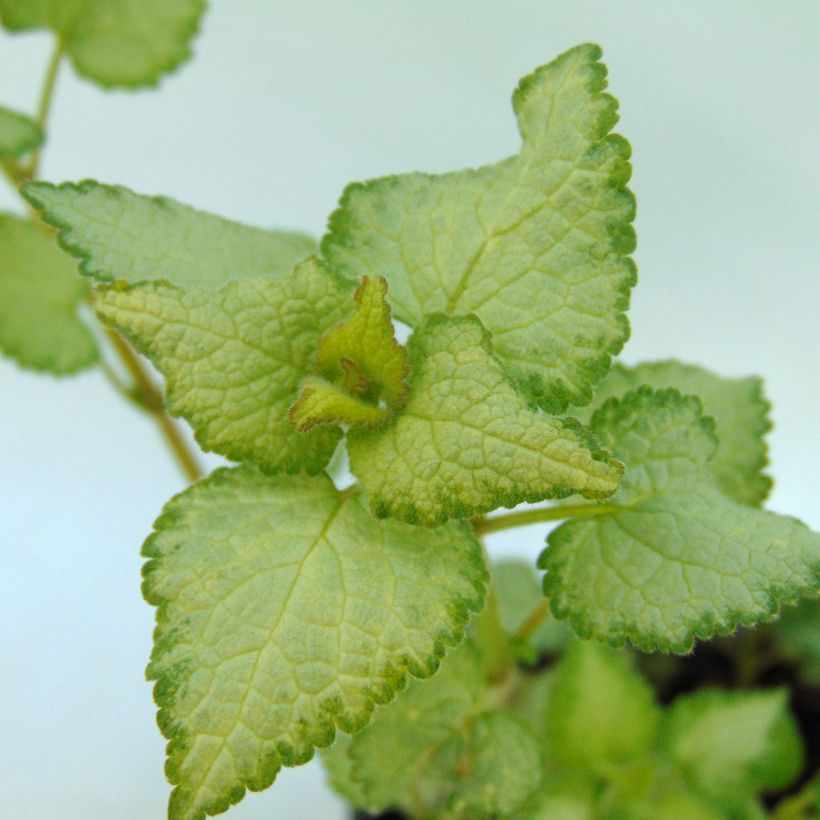 Lamium maculatum Silver Sterling - Gefleckte Taubnessel (Laub)