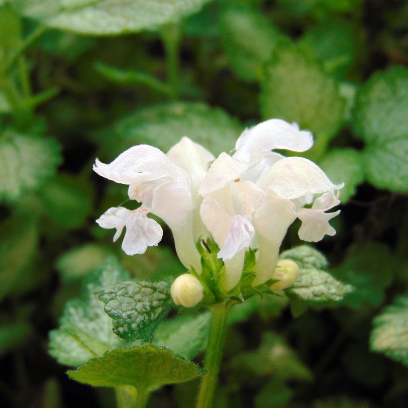 Lamium maculatum White Nancy - Gefleckte Taubnessel (Blüte)