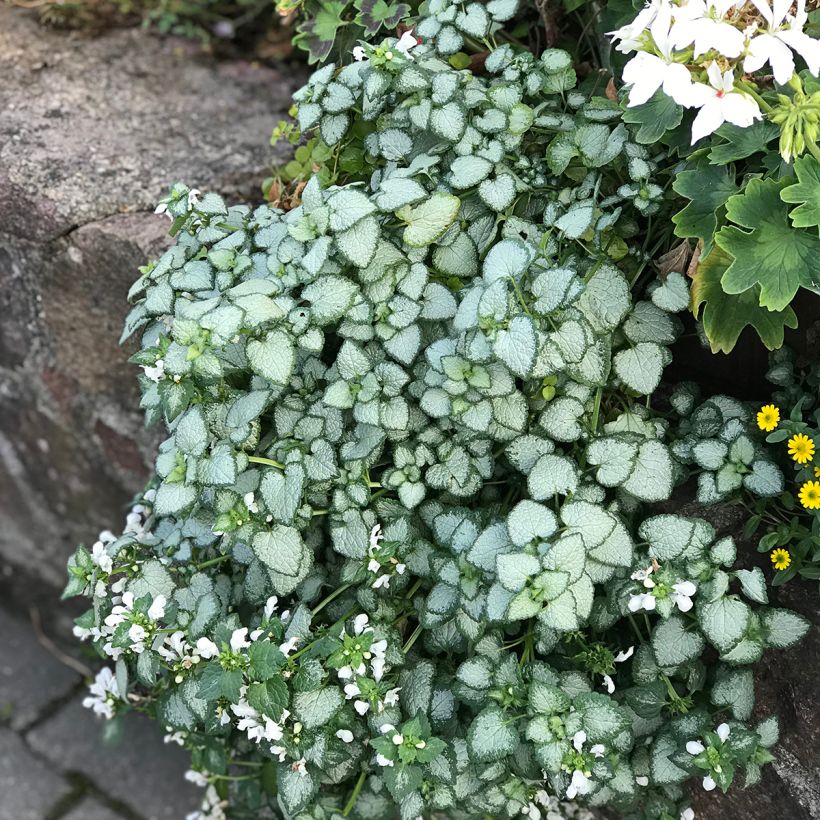 Lamium maculatum White Nancy - Gefleckte Taubnessel (Hafen)