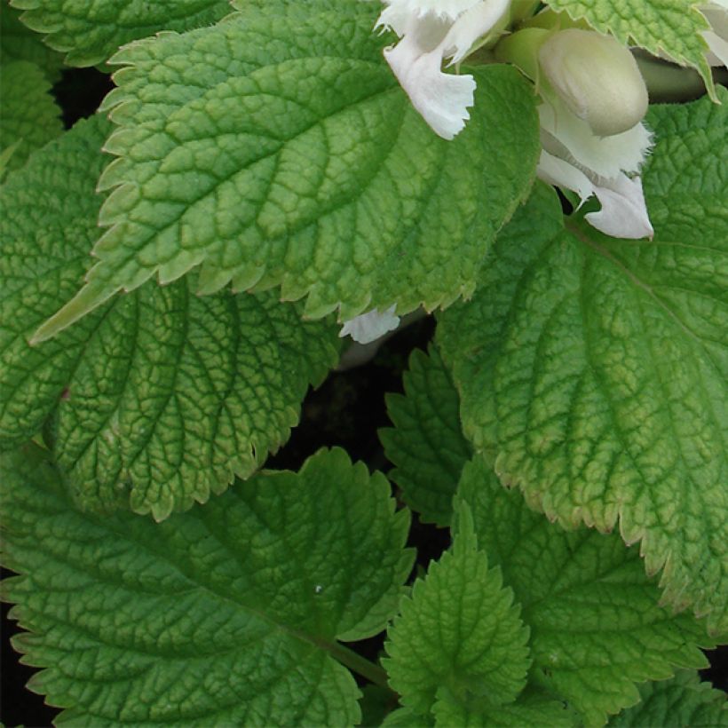 Lamium orvala Album - Großblütige Taubnessel (Laub)