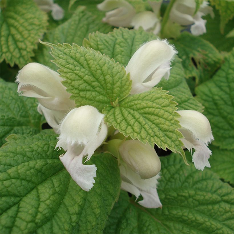 Lamium orvala Album - Großblütige Taubnessel (Blüte)