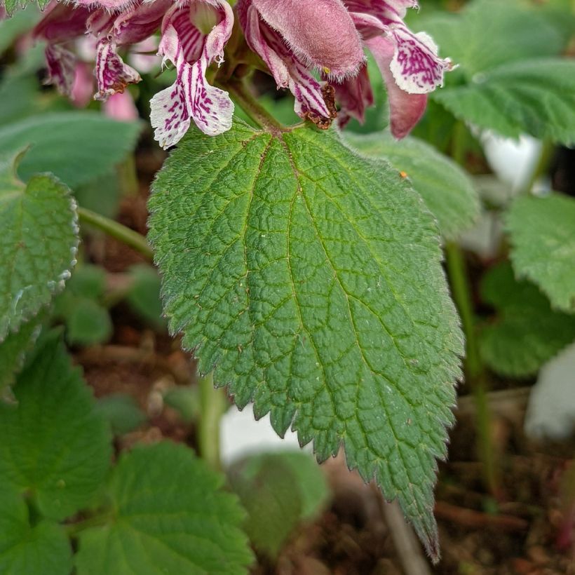 Lamium orvala - Großblütige Taubnessel (Laub)