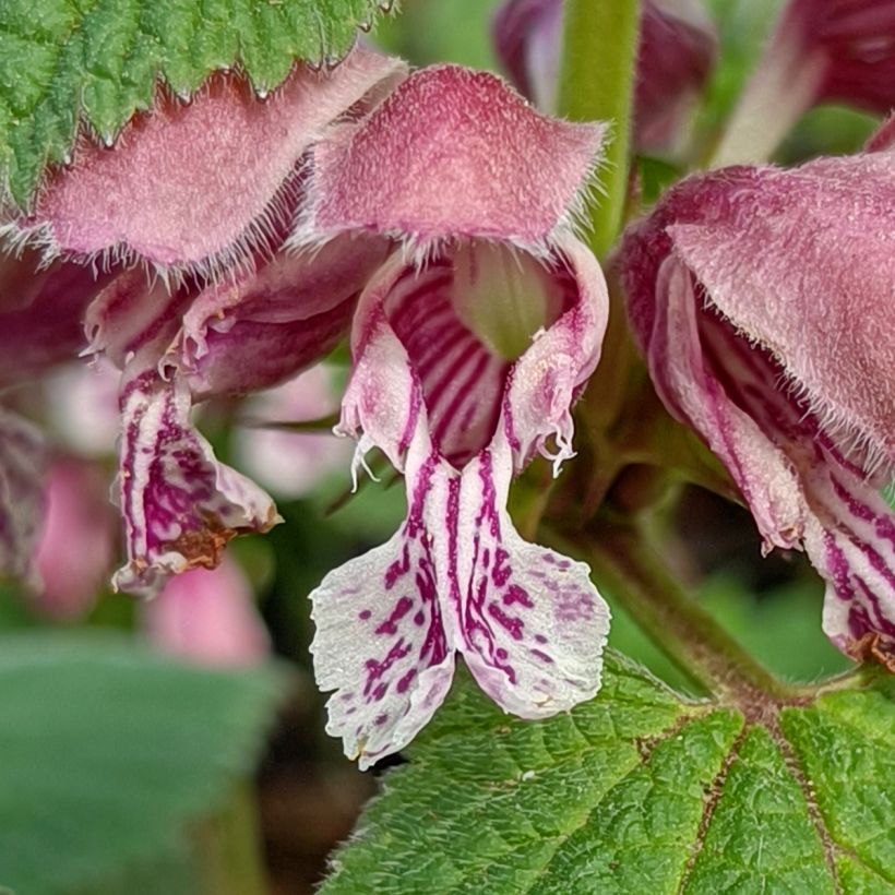 Lamium orvala - Großblütige Taubnessel (Blüte)